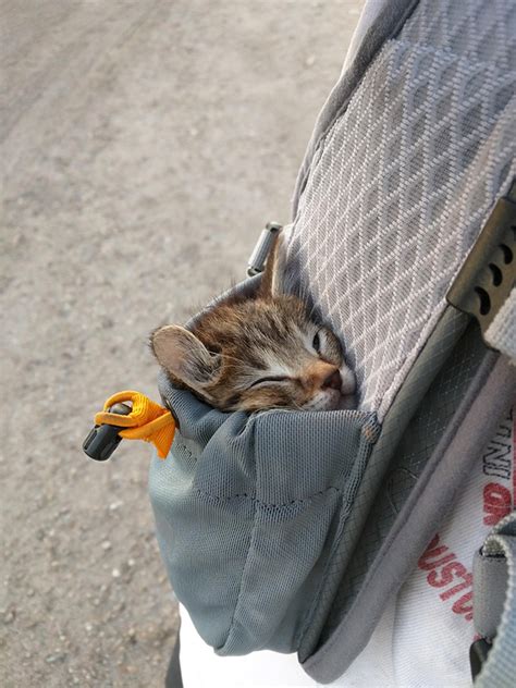 Pocket cat. Things To Know About Pocket cat. 